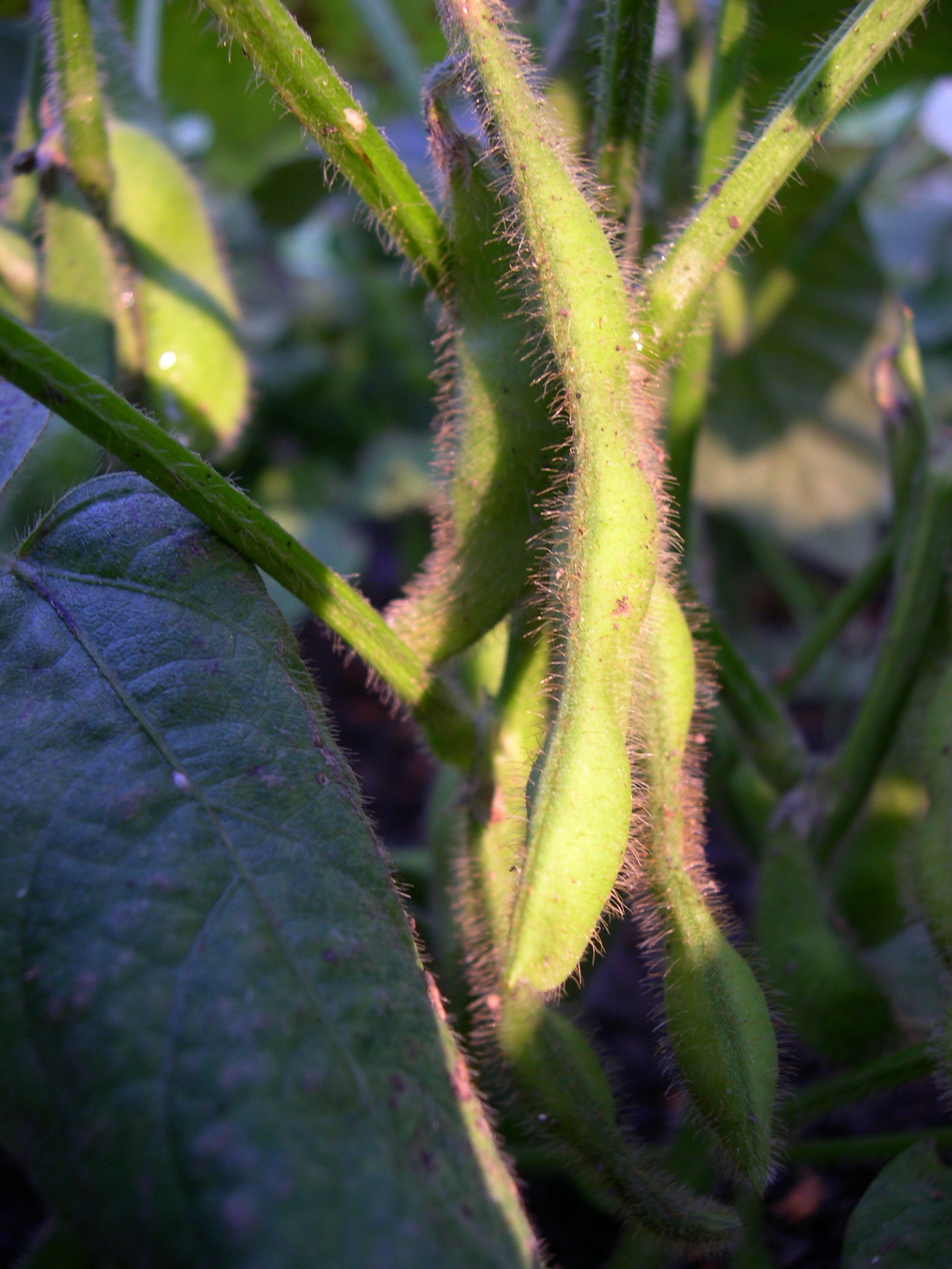NamaYasai LLP Growers of Japanese Vegetables in the UK Edamame